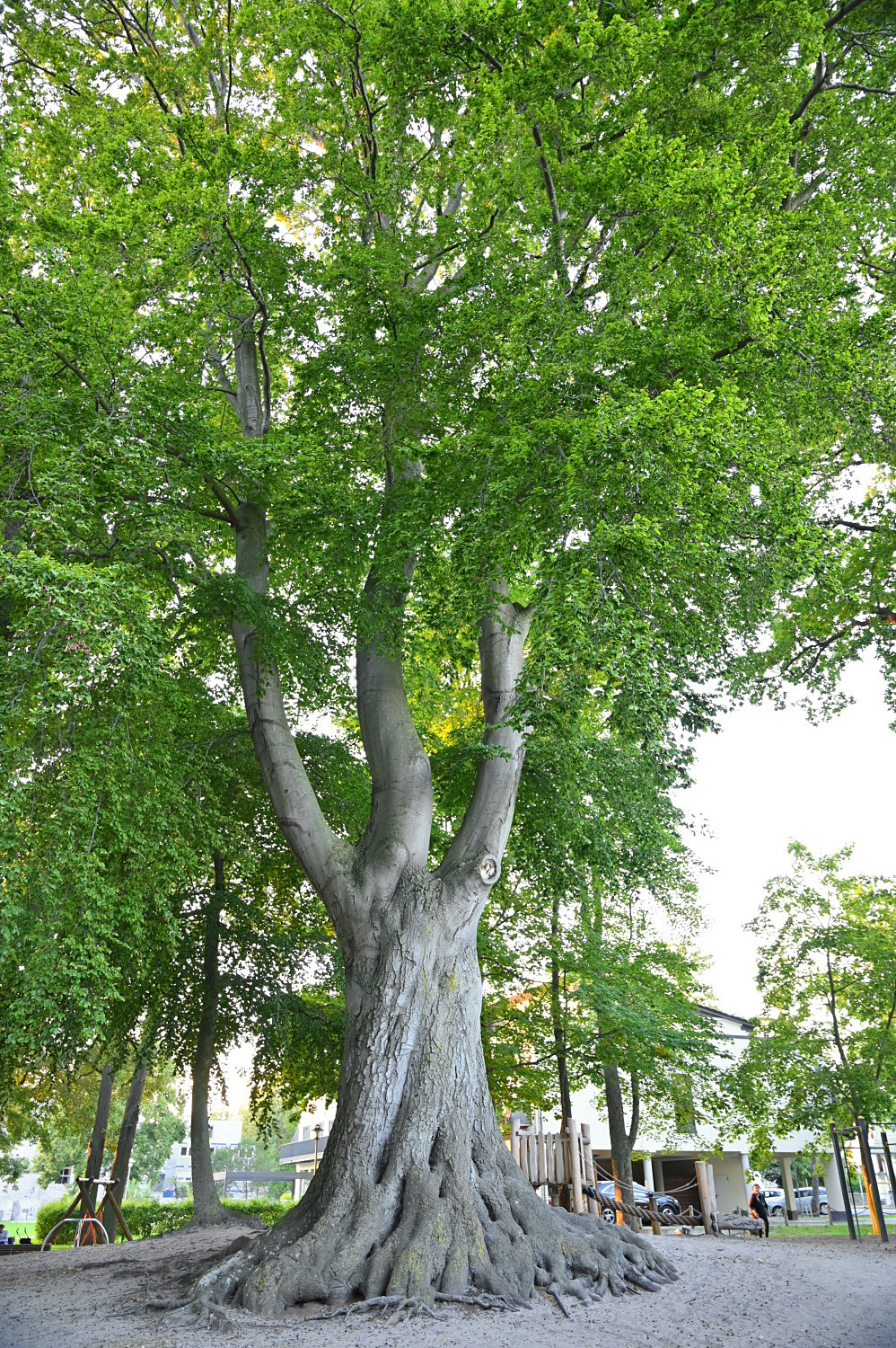 Fagus sylvatica - Zinnowitz - September 2023