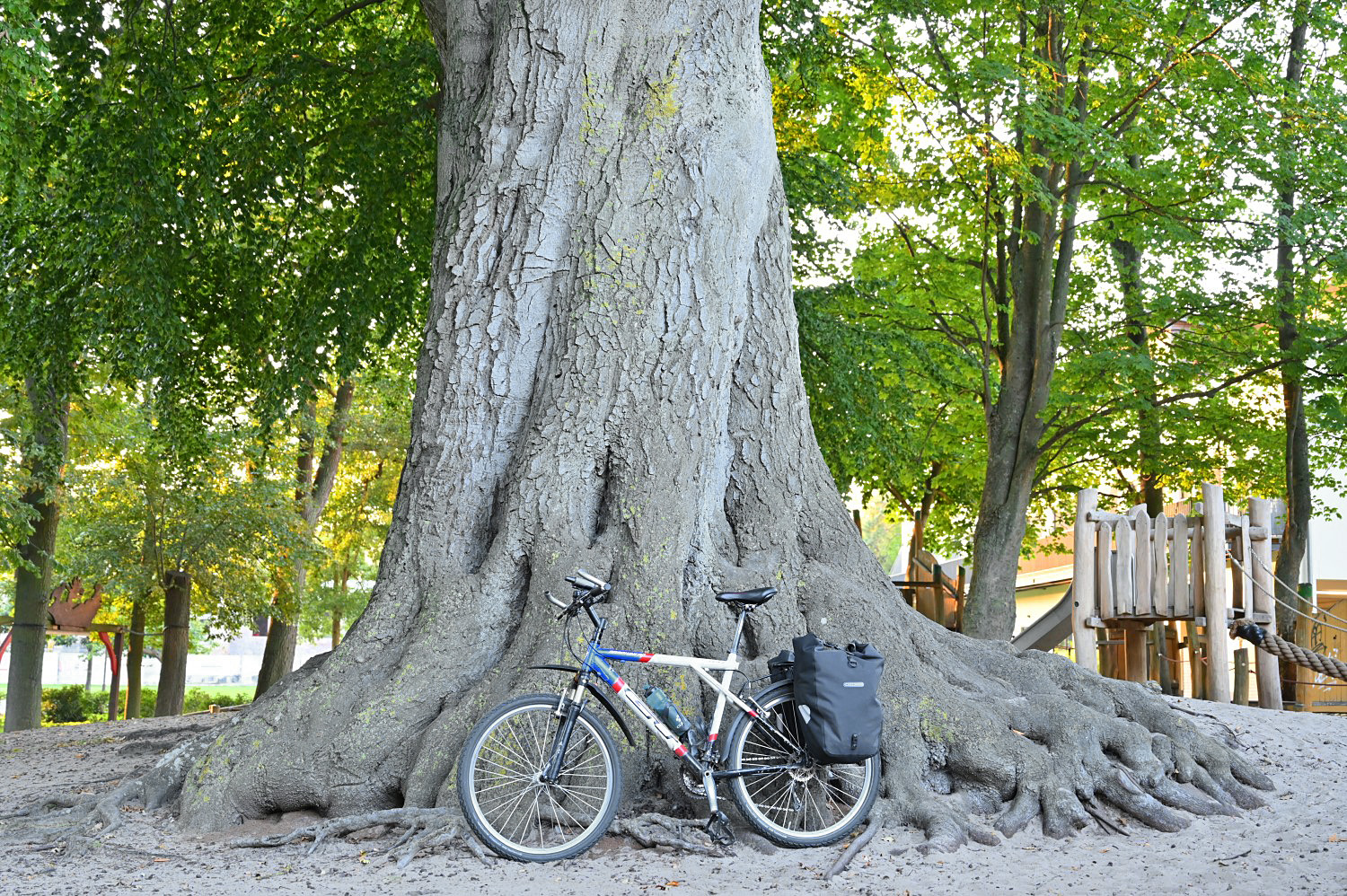 Fagus sylvatica - Zinnowitz - September 2023
