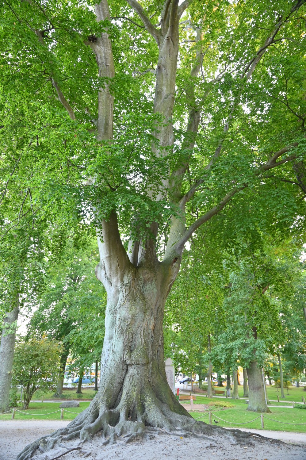 Fagus sylvatica - Zinnowitz - September 2023