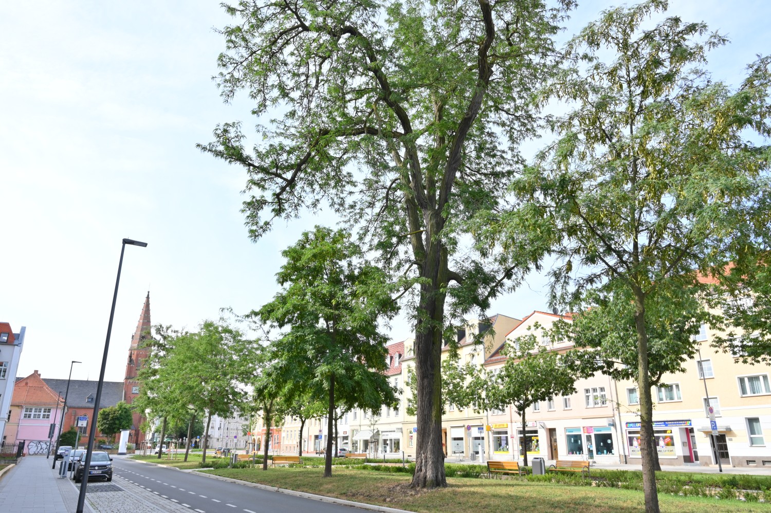 Gleditsia triacanthos - Dessau Albrechtsplatz - August 2023