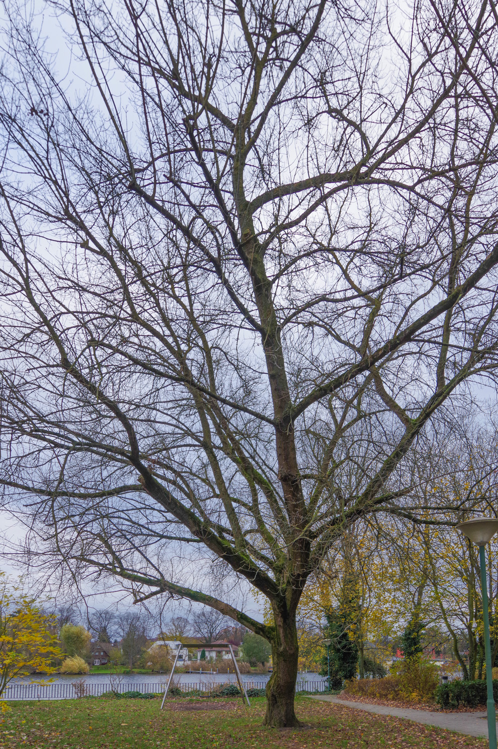 Salix caprea - Potsdam - Nov. 2024