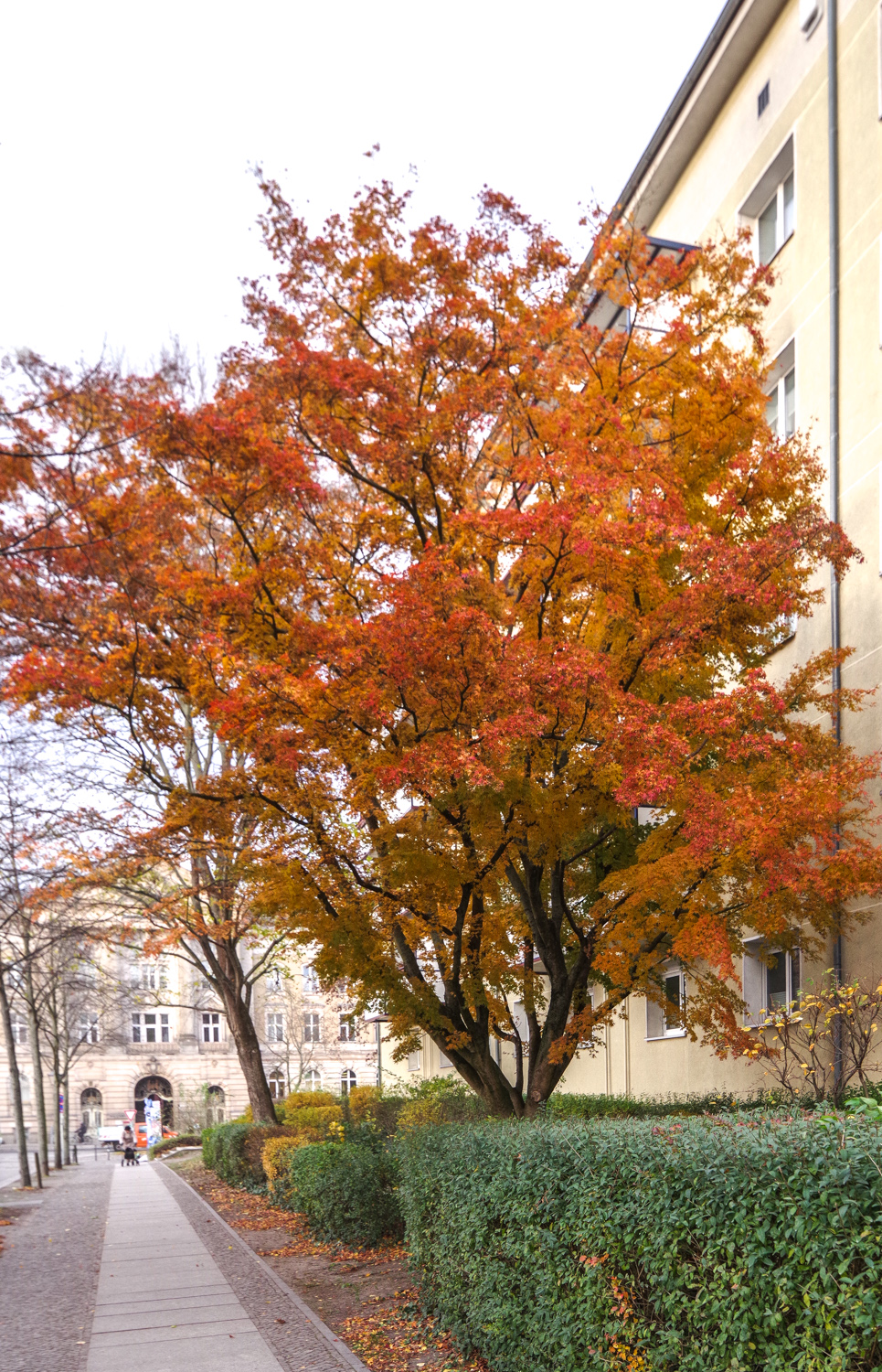 Acer palmatum - Potsdam - Nov. 2024