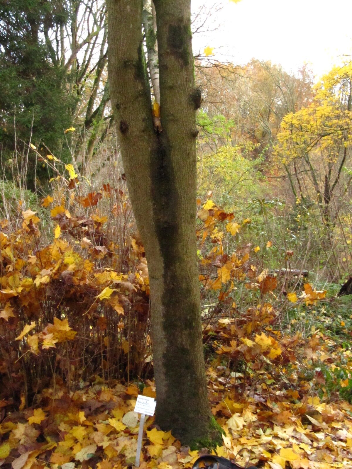 Acer pictum - Bot. Garten Bochum - Nov. 2024