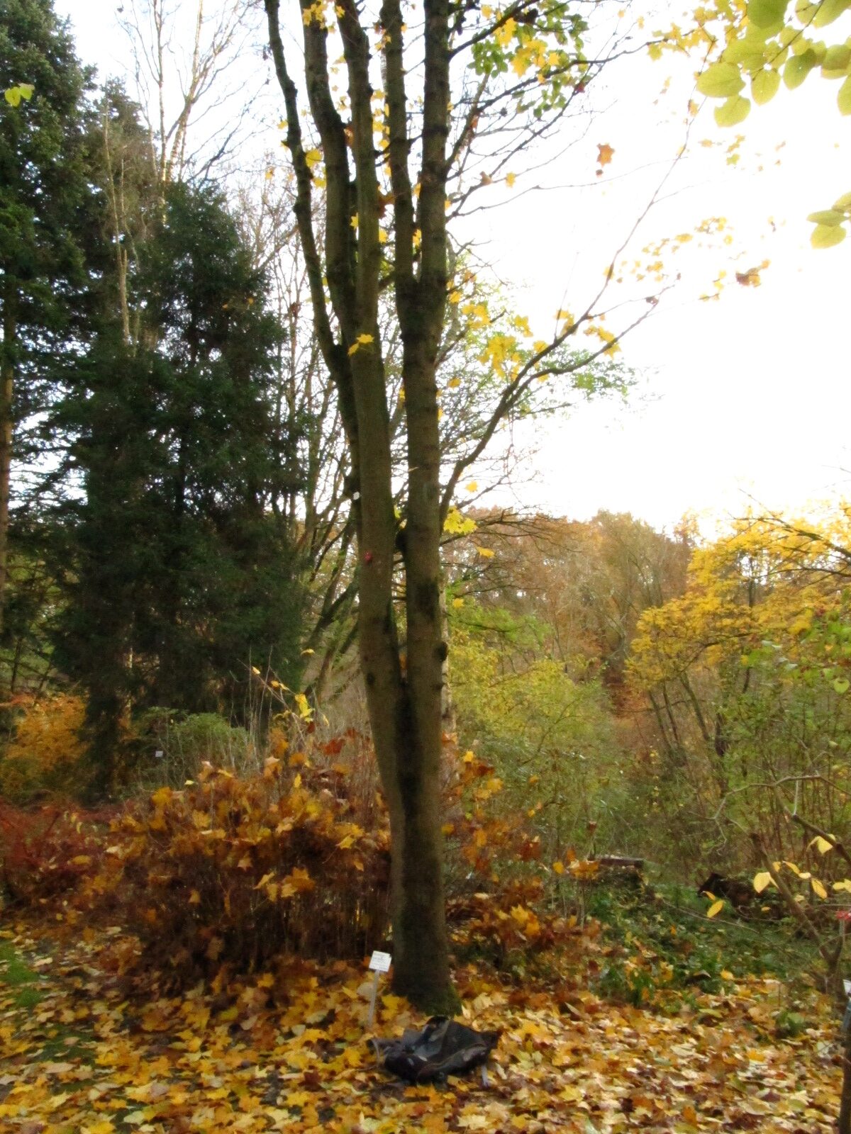 Acer pictum - Bot. Garten Bochum - Nov. 2024