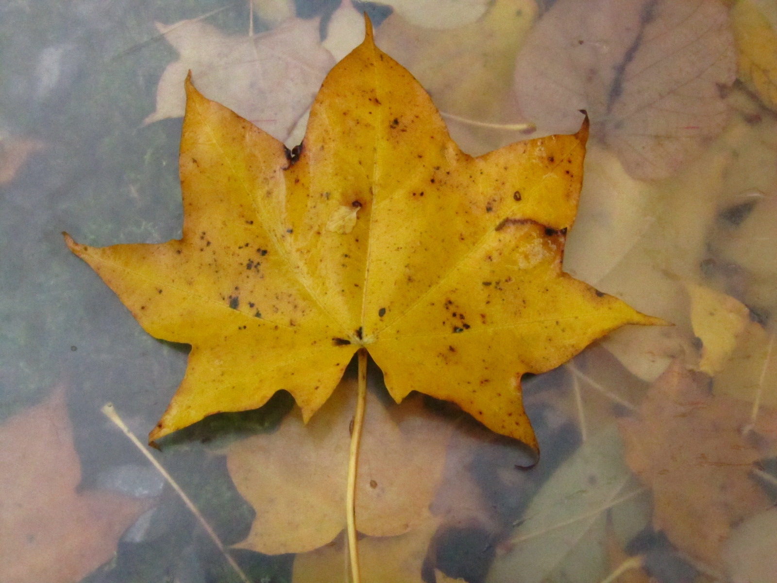 Acer pictum - Bot. Garten Bochum - Nov. 2024