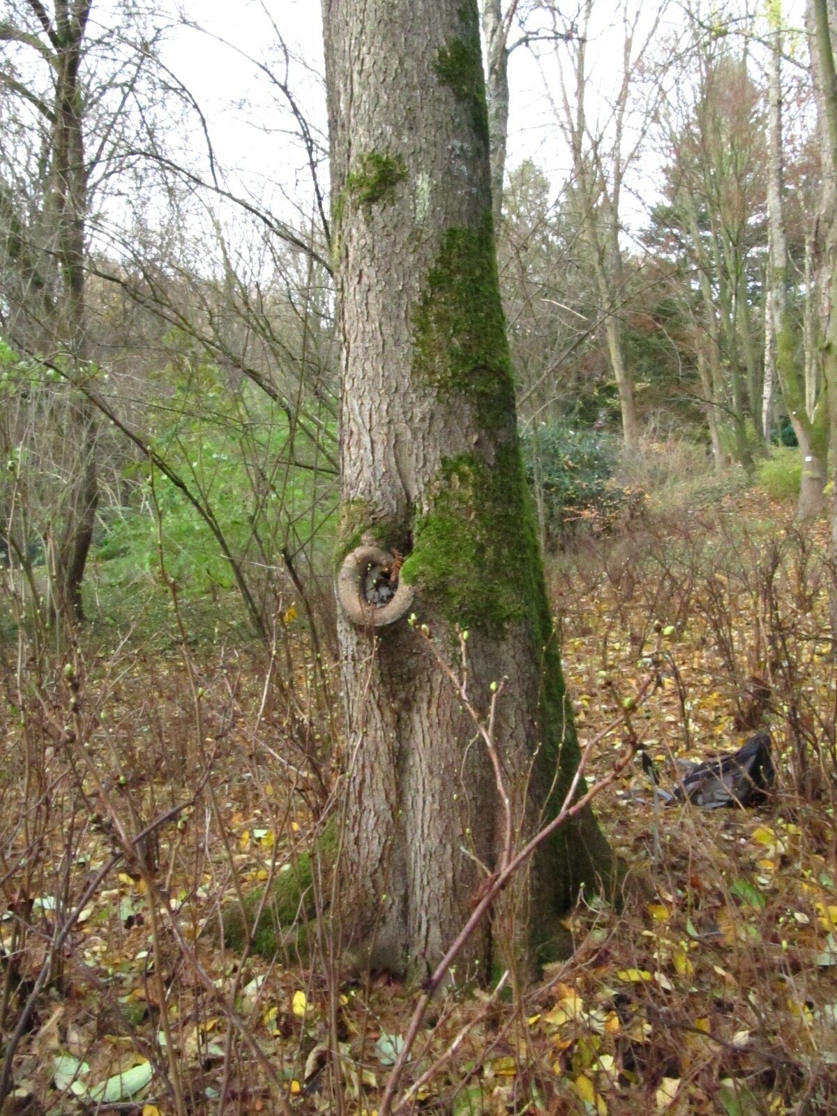 Toxicodendron vernix - Bot. Garten Bochum - Nov. 2024