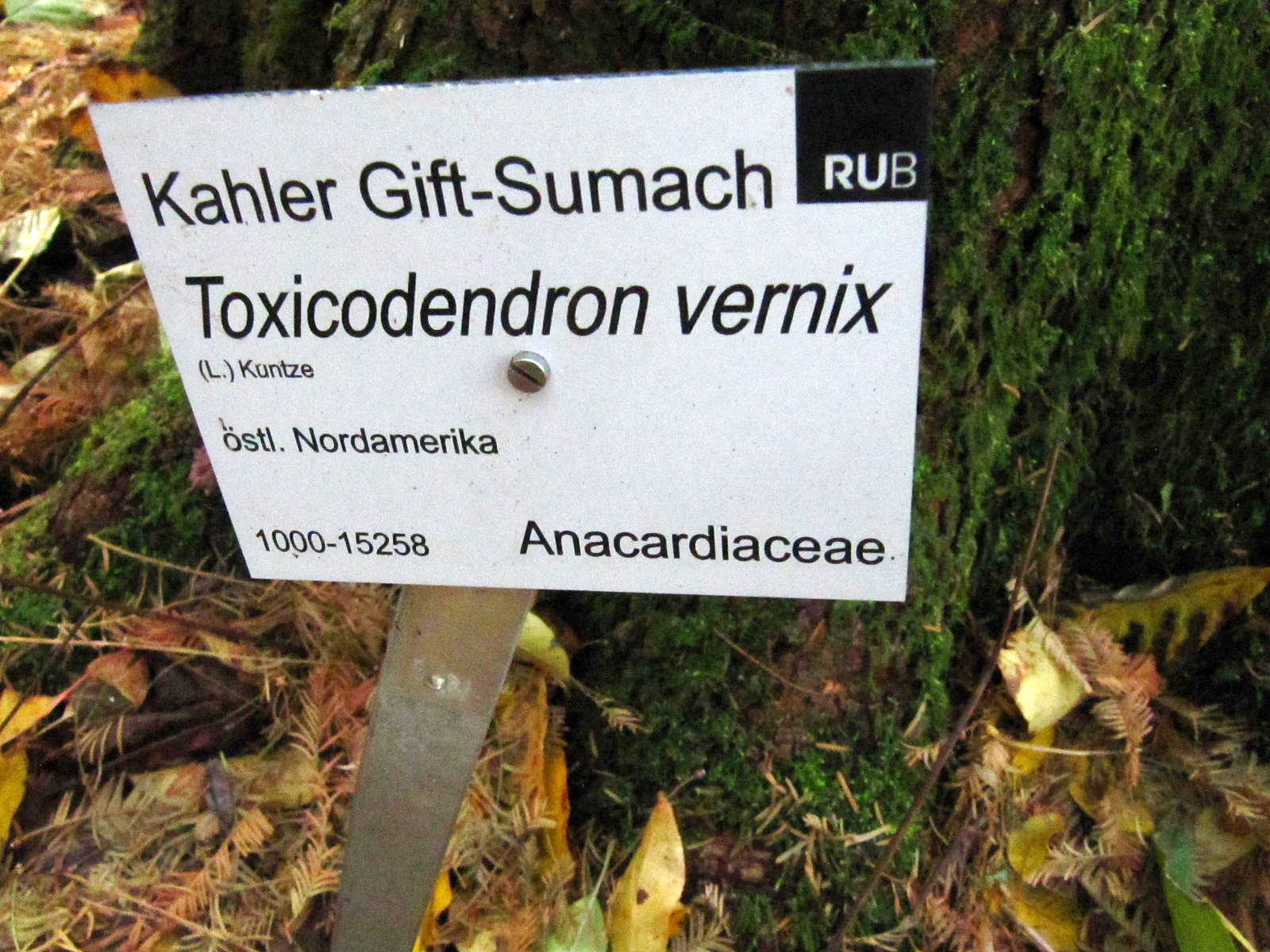 Toxicodendron vernix - Bot. Garten Bochum - Nov. 2024