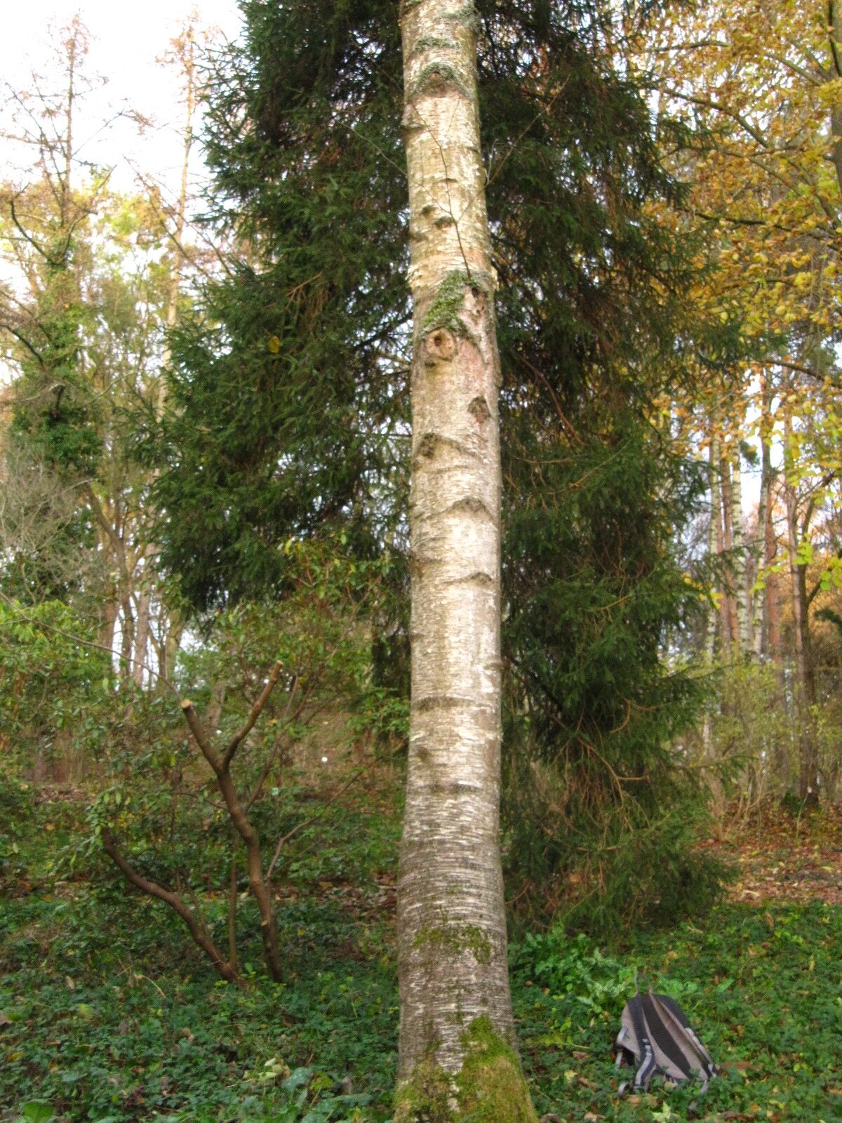 Betula tianshanica - Bot. Garten Bochum - Nov. 2024