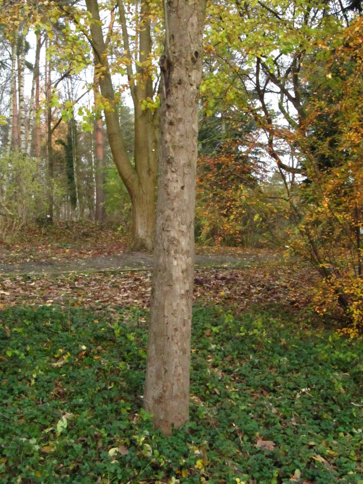 Malus transistoria - Bot. Garten Bochum - Nov. 2024