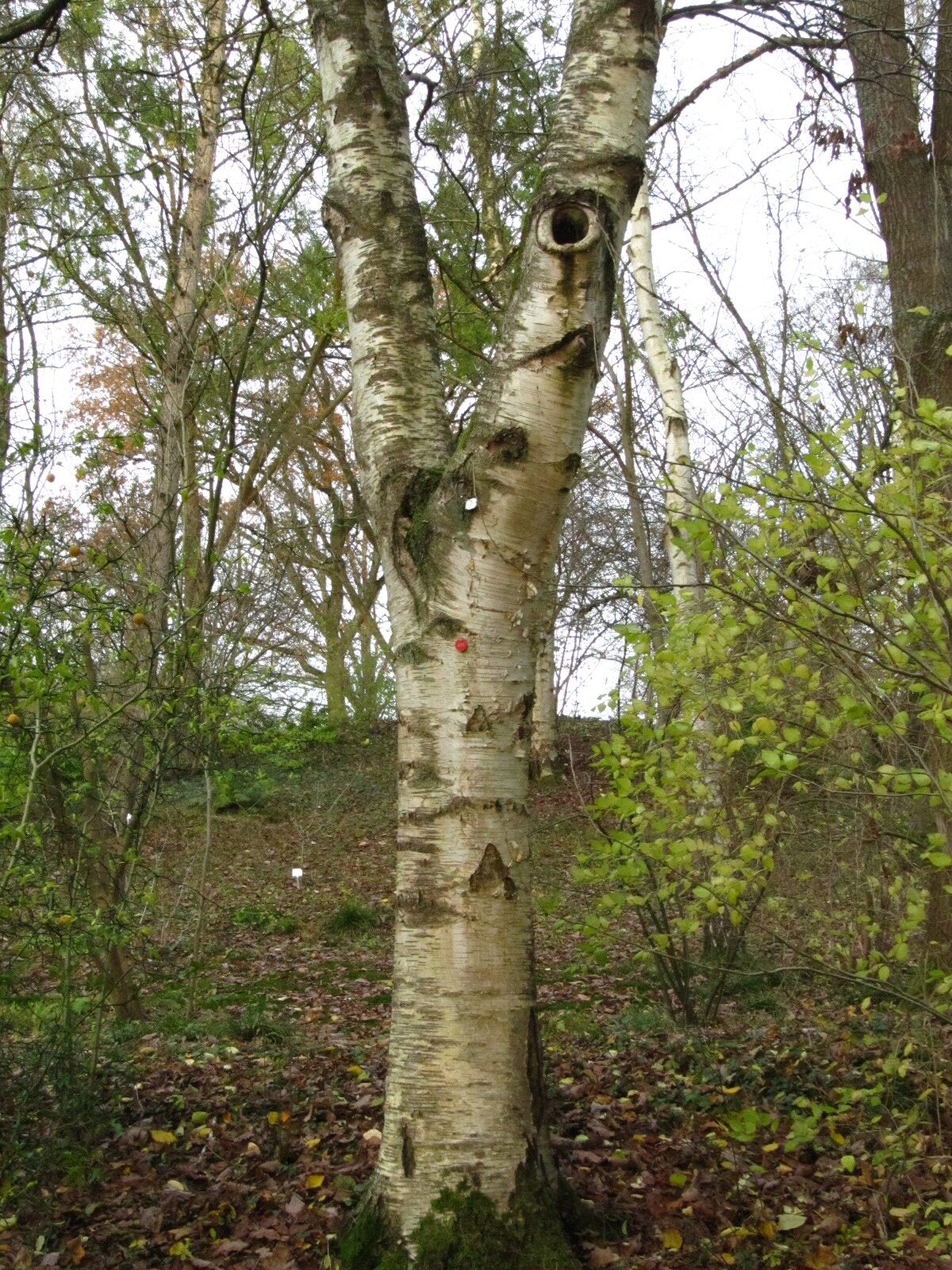 Betula szechuanica - Bot. Garten Bochum - Nov. 2024