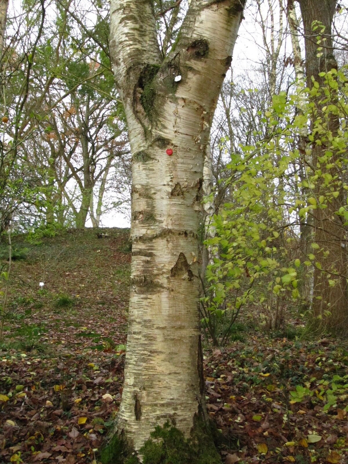 Betula szechuanica - Bot. Garten Bochum - Nov. 2024