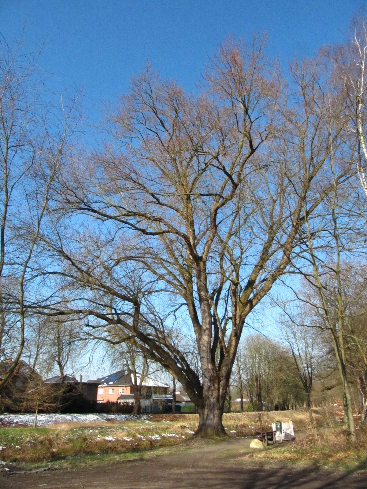 Acer saccharinum - Wildeshausen - Februar 2025
