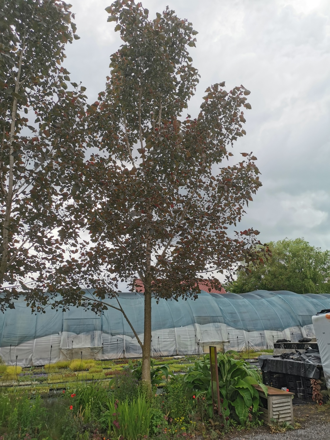 Populus deltoides 'Purple Tower' - Rödelsee - Juni 2024