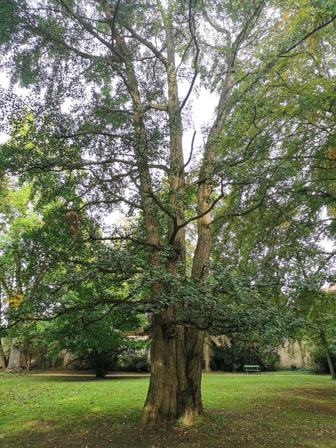 Ginkgo biloba - Ellingen - Sept. 2024