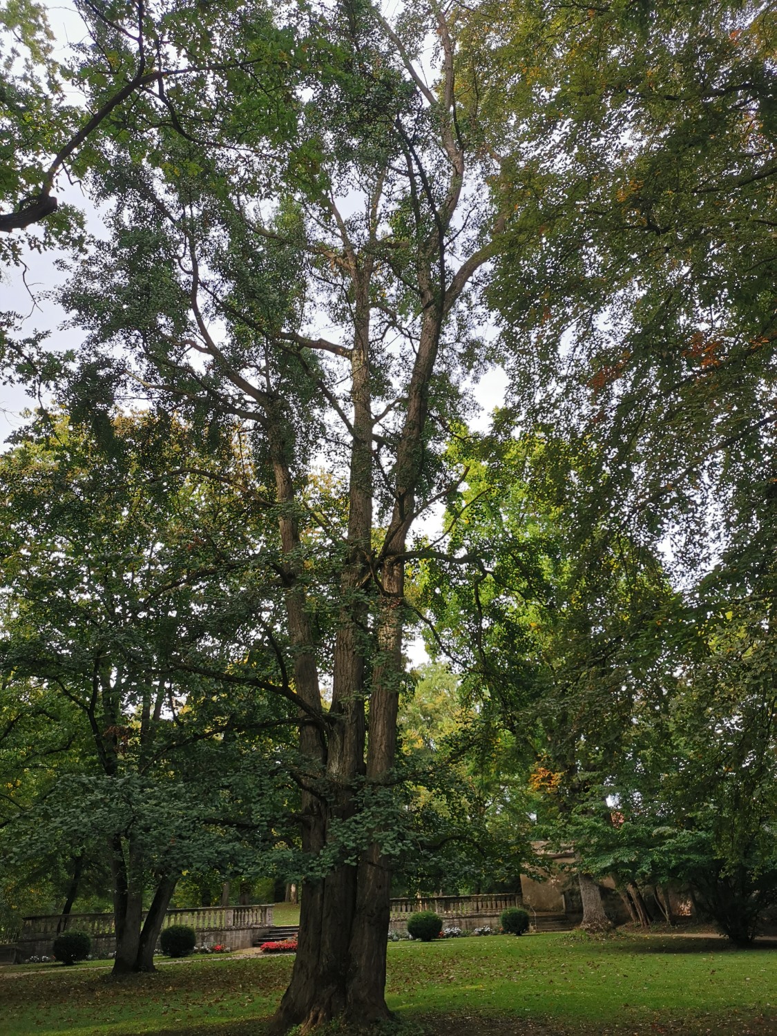 Ginkgo biloba - Ellingen - Sept. 2024
