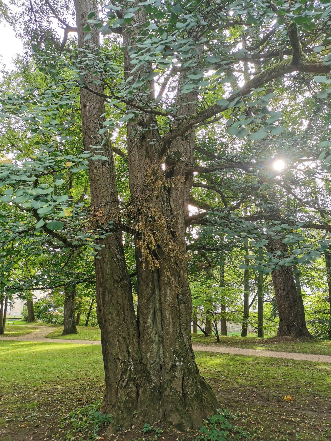 Ginkgo biloba - Ellingen - Sept. 2024