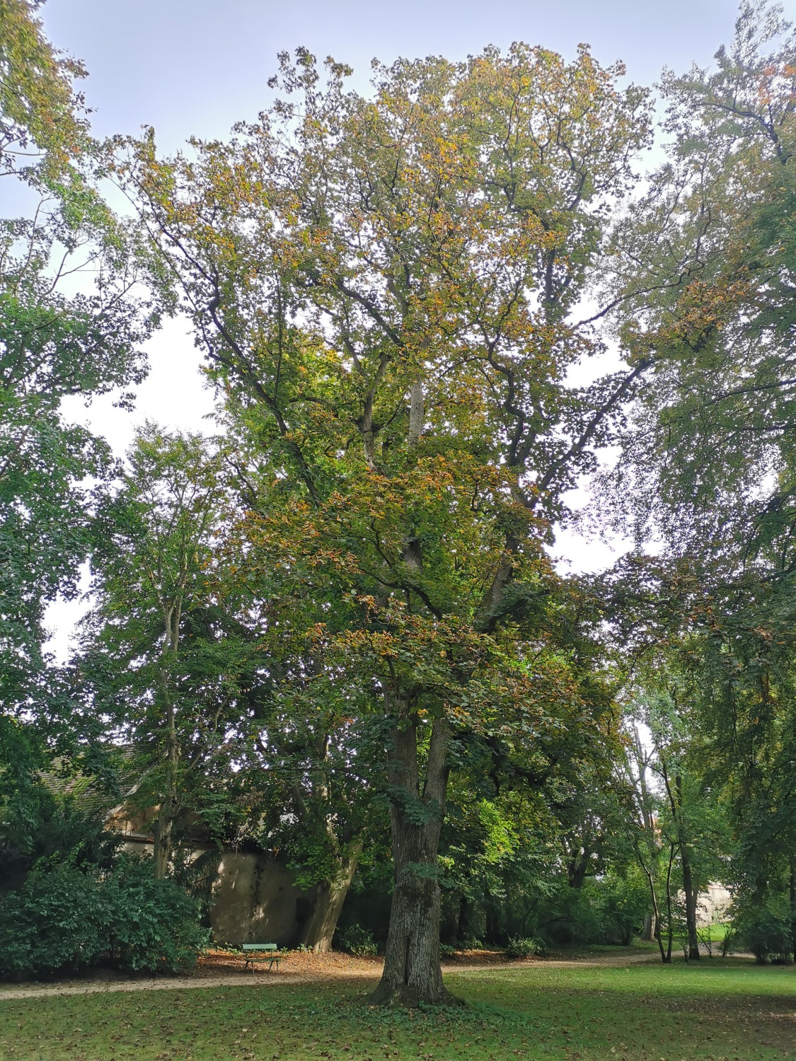 Acer platanoides 'Schwedleri' - Ellingen - Sept. 2024