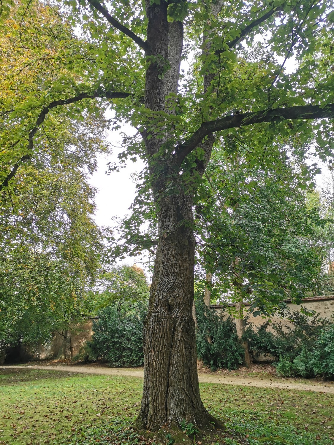Acer platanoides 'Schwedleri' - Ellingen - Sept. 2024