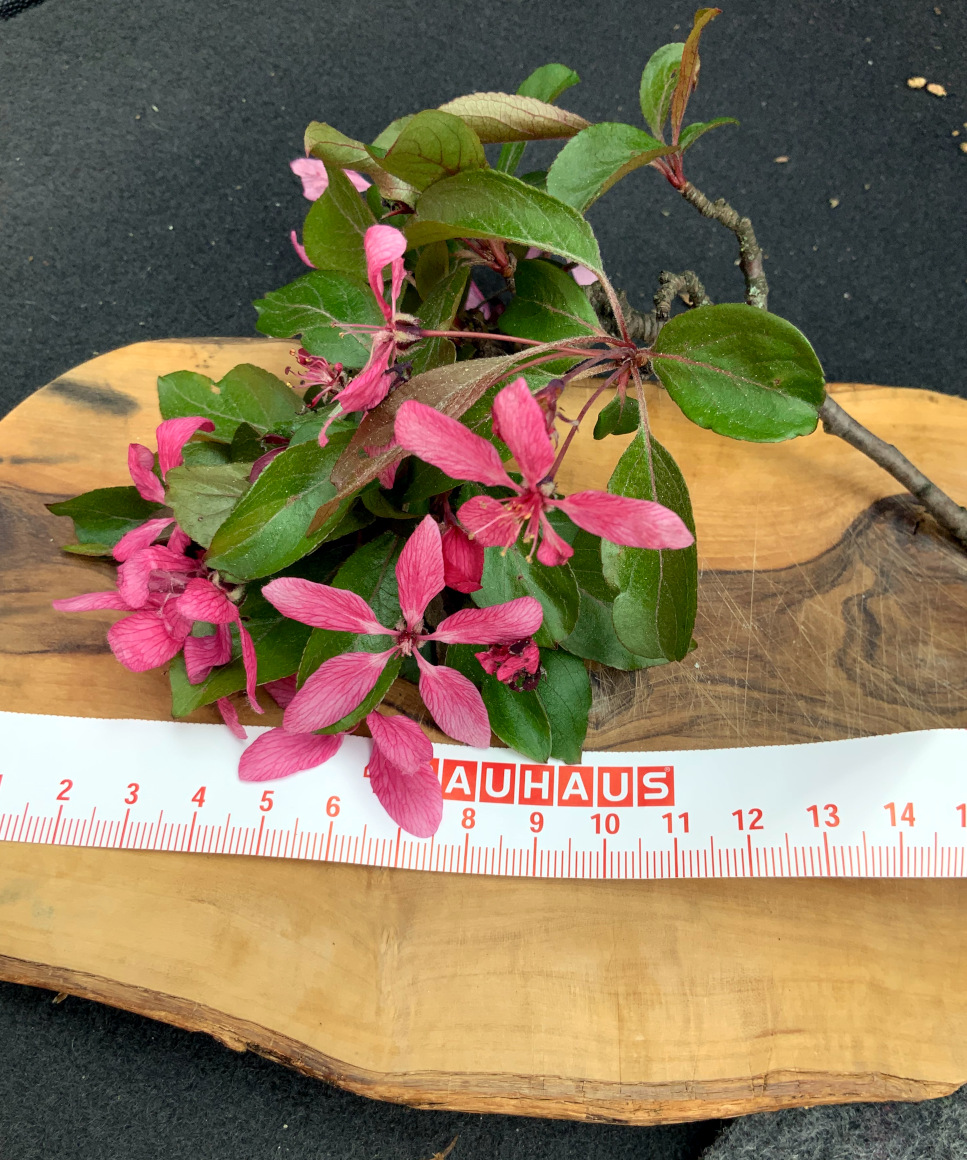 Malus 'Profusion' - Schweinau - Blühend im April 2024