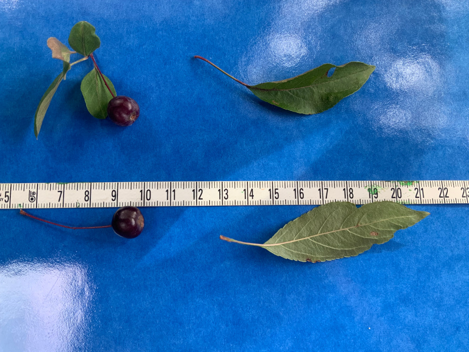 Malus 'Profusion' - Schweinau - Fruchtreife im September 2023