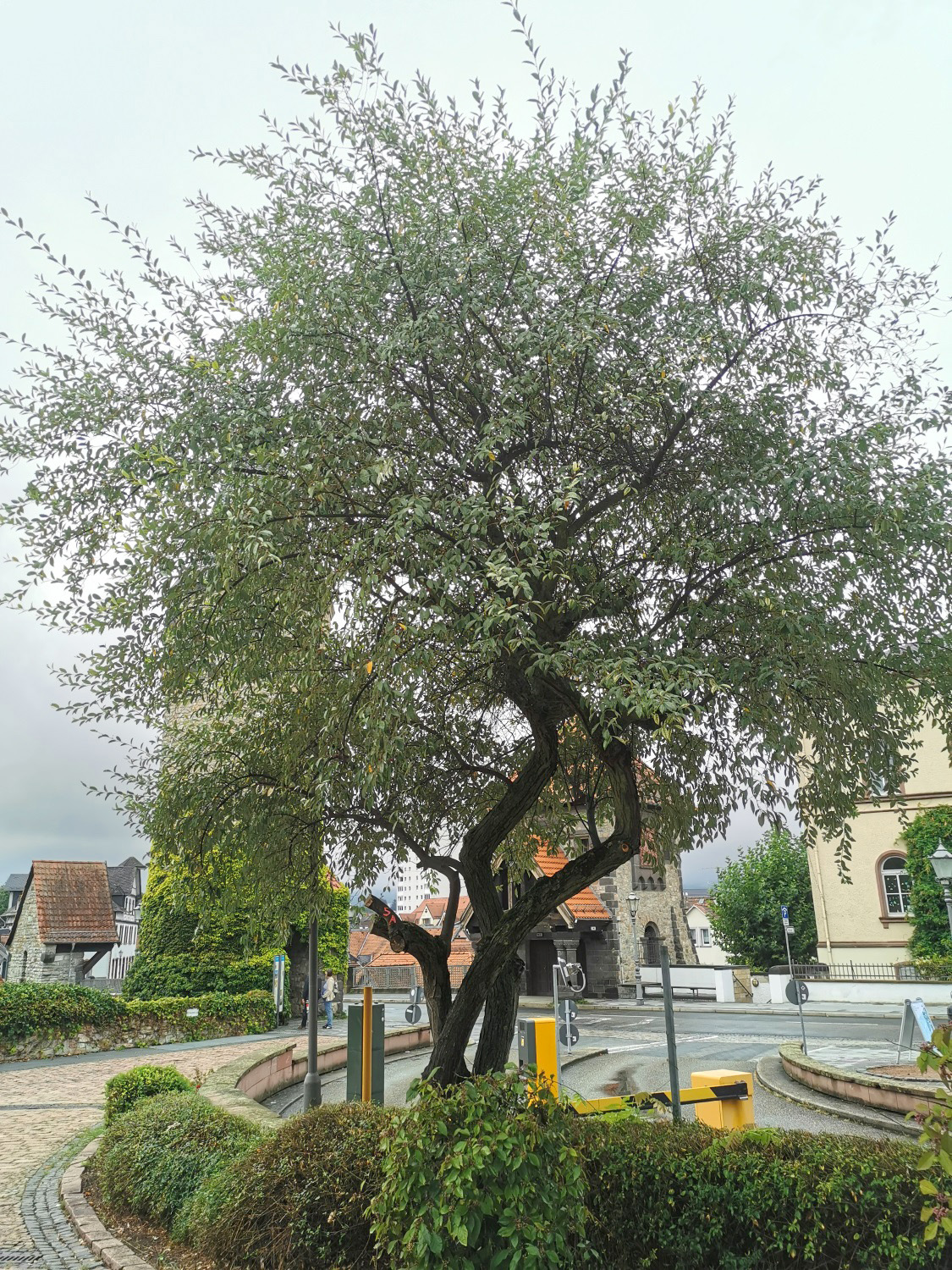 Eleagnus angustifolia - Schlossplatz, Bad Homburg - September 2024