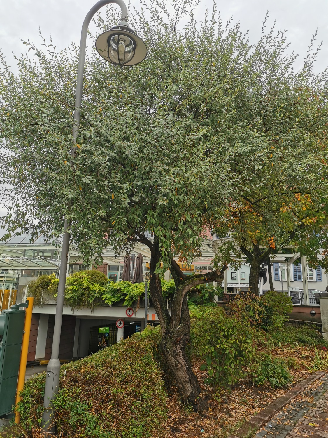 Eleagnus angustifolia - Schlossplatz, Bad Homburg - September 2024