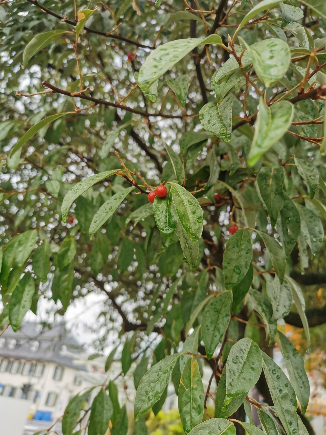 Eleagnus angustifolia - Schlossplatz, Bad Homburg - September 2024