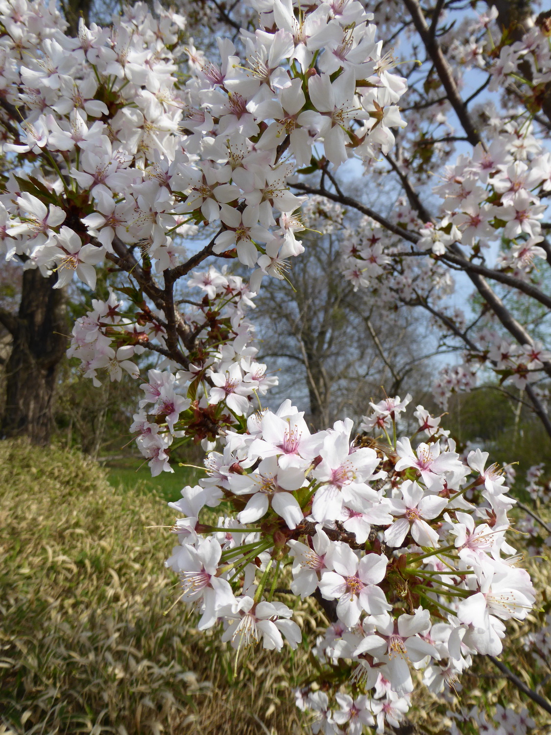 Prunus nipponica var. kurilensis - Dresden Botanischer Garten - April 2016