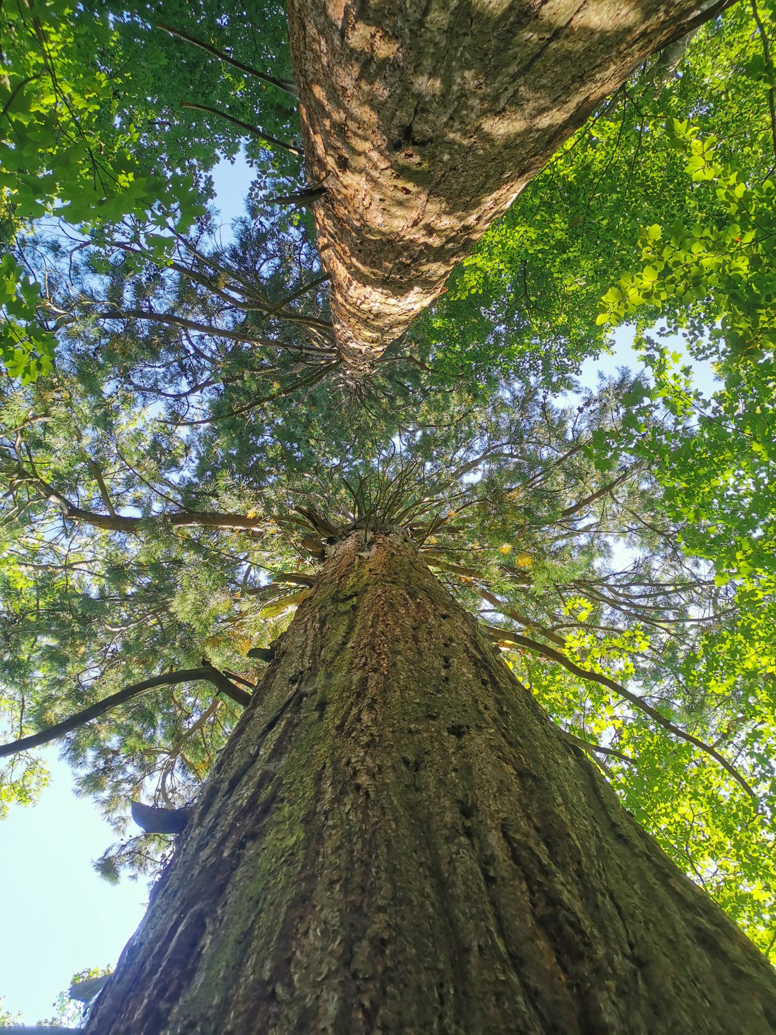 Sequoiadendron giganteum - Ellenberg - August 2024