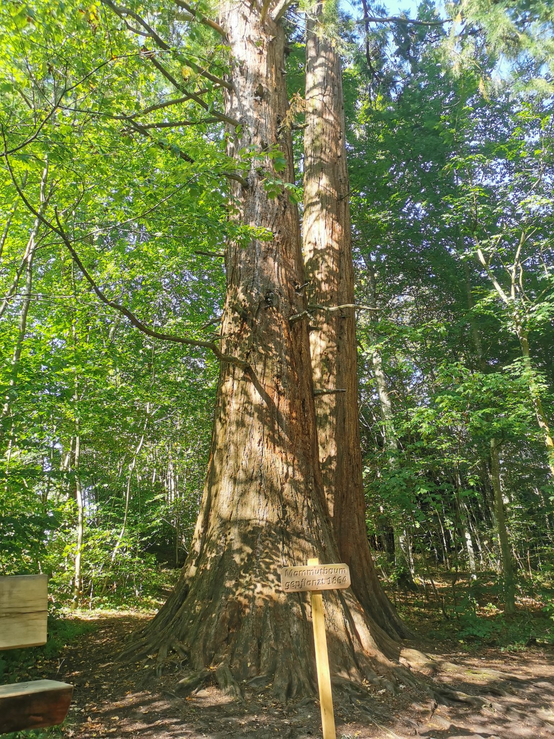 Sequoiadendron giganteum - Ellenberg - August 2024