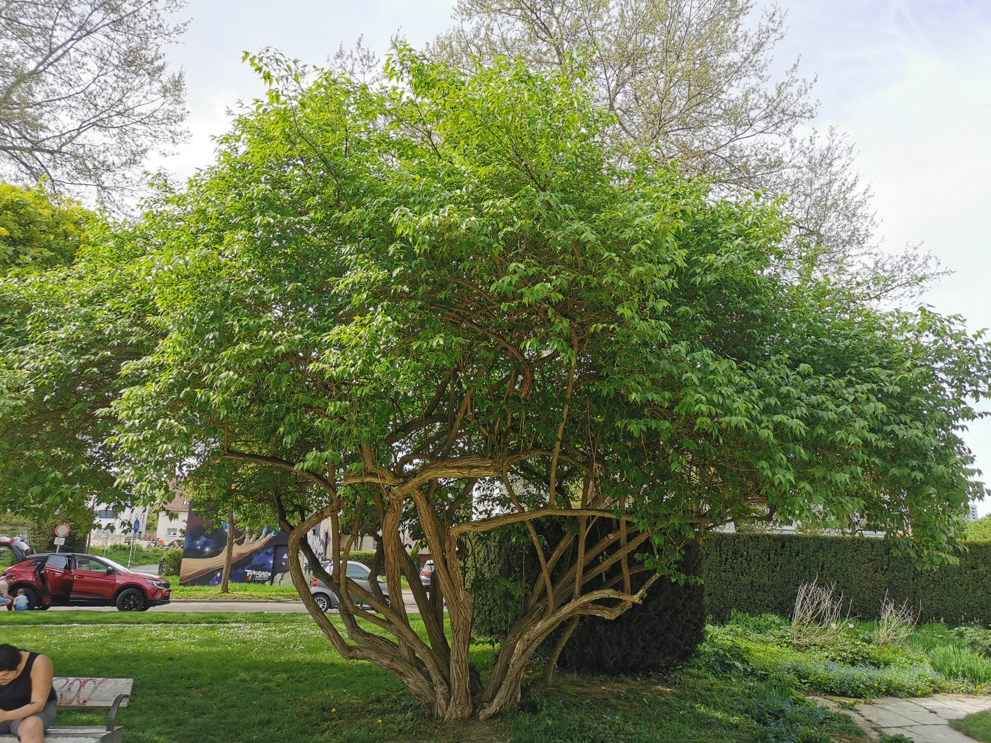 Lonicera maackii - Sindelfingen - April 2024
