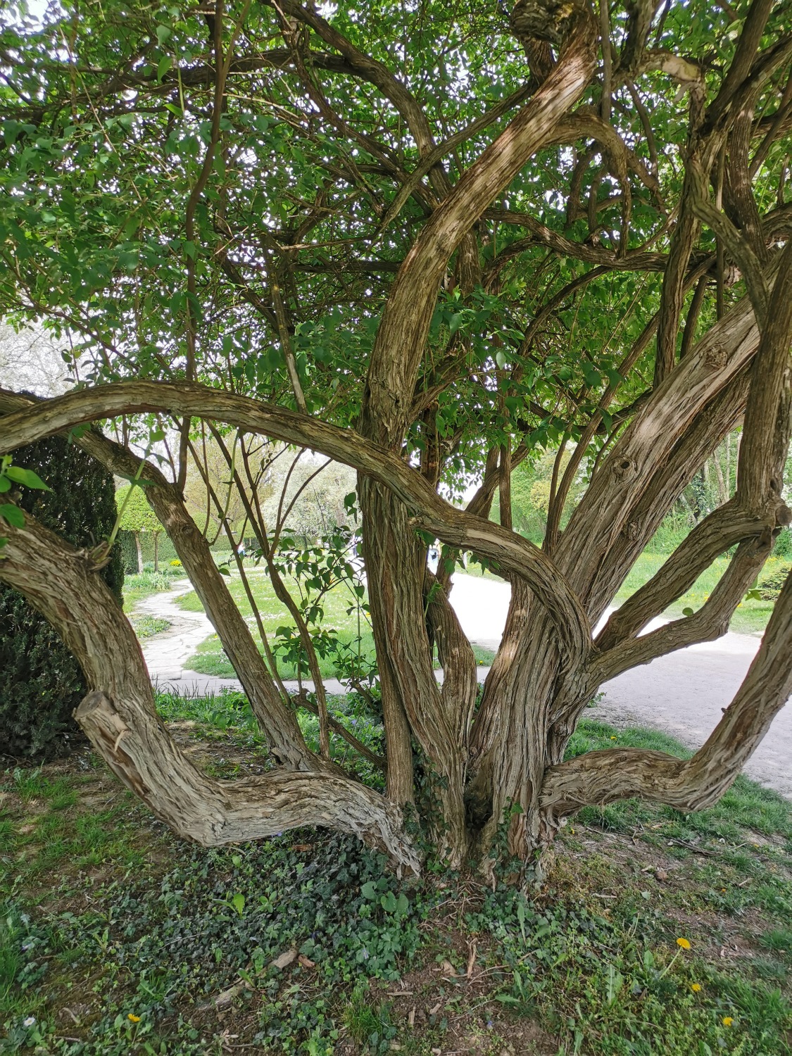 Lonicera maackii - Sindelfingen - April 2024