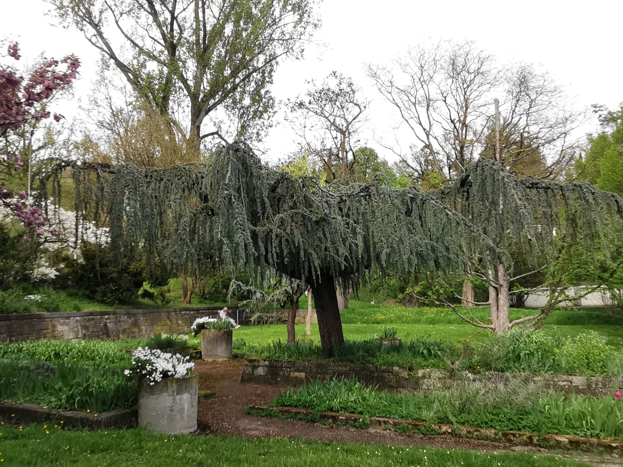 Cedrus atlantica 'Glauca Pendula' - Sindelfingen - April 2024