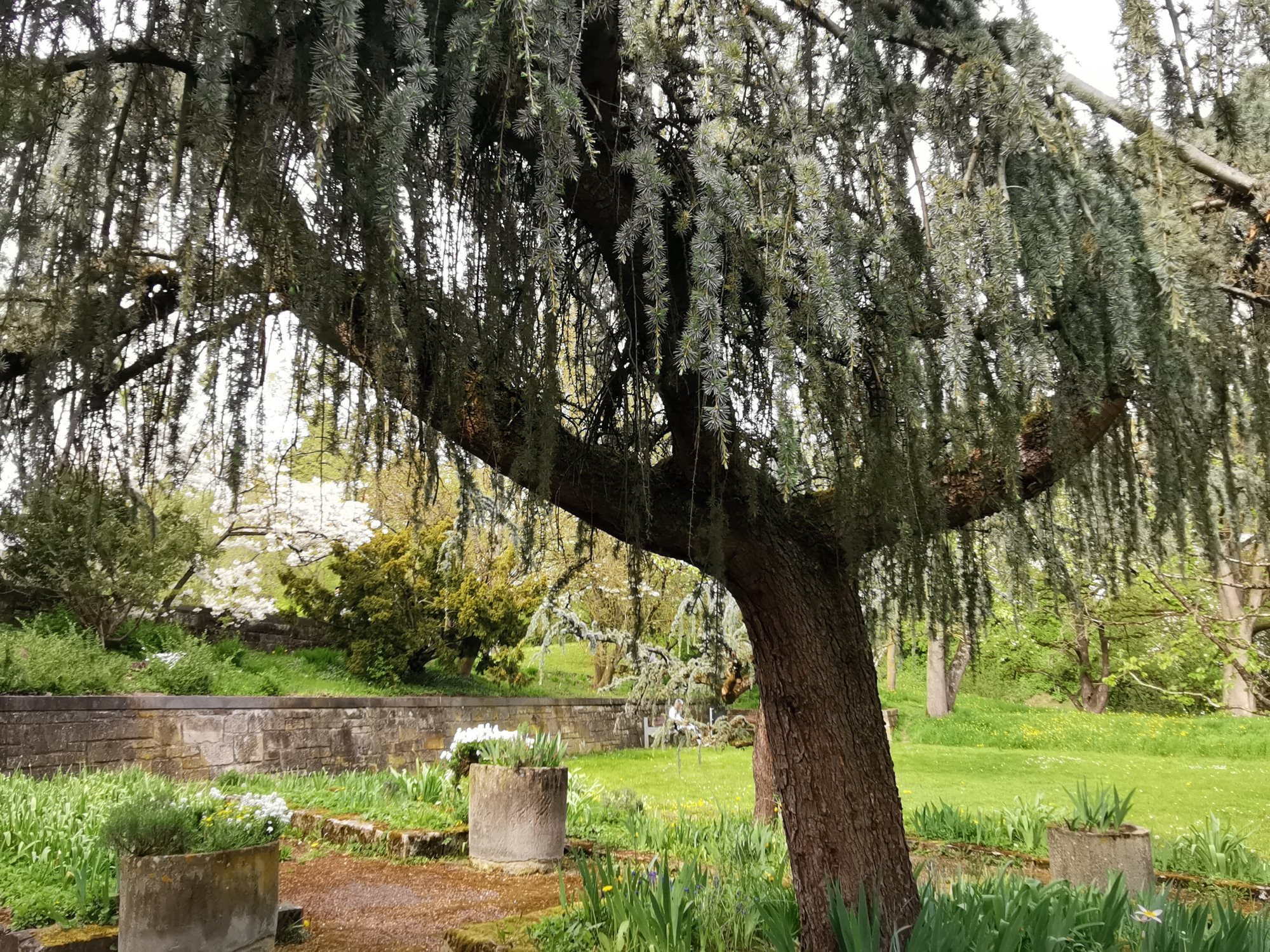 Cedrus atlantica 'Glauca Pendula' - Sindelfingen - April 2024