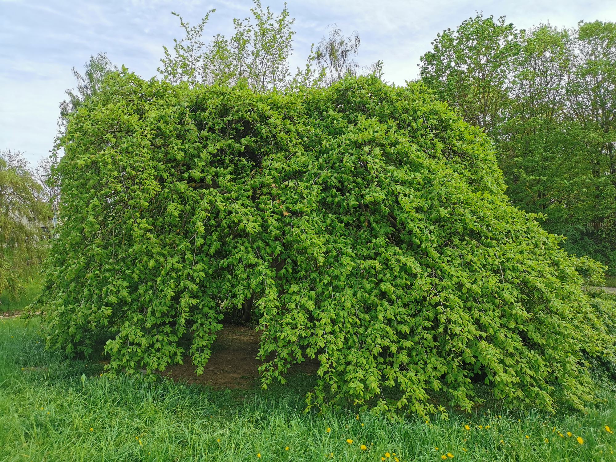 Carpinus betulus 'Pendula' - Sindelfingen-Darmsheim - April 2024