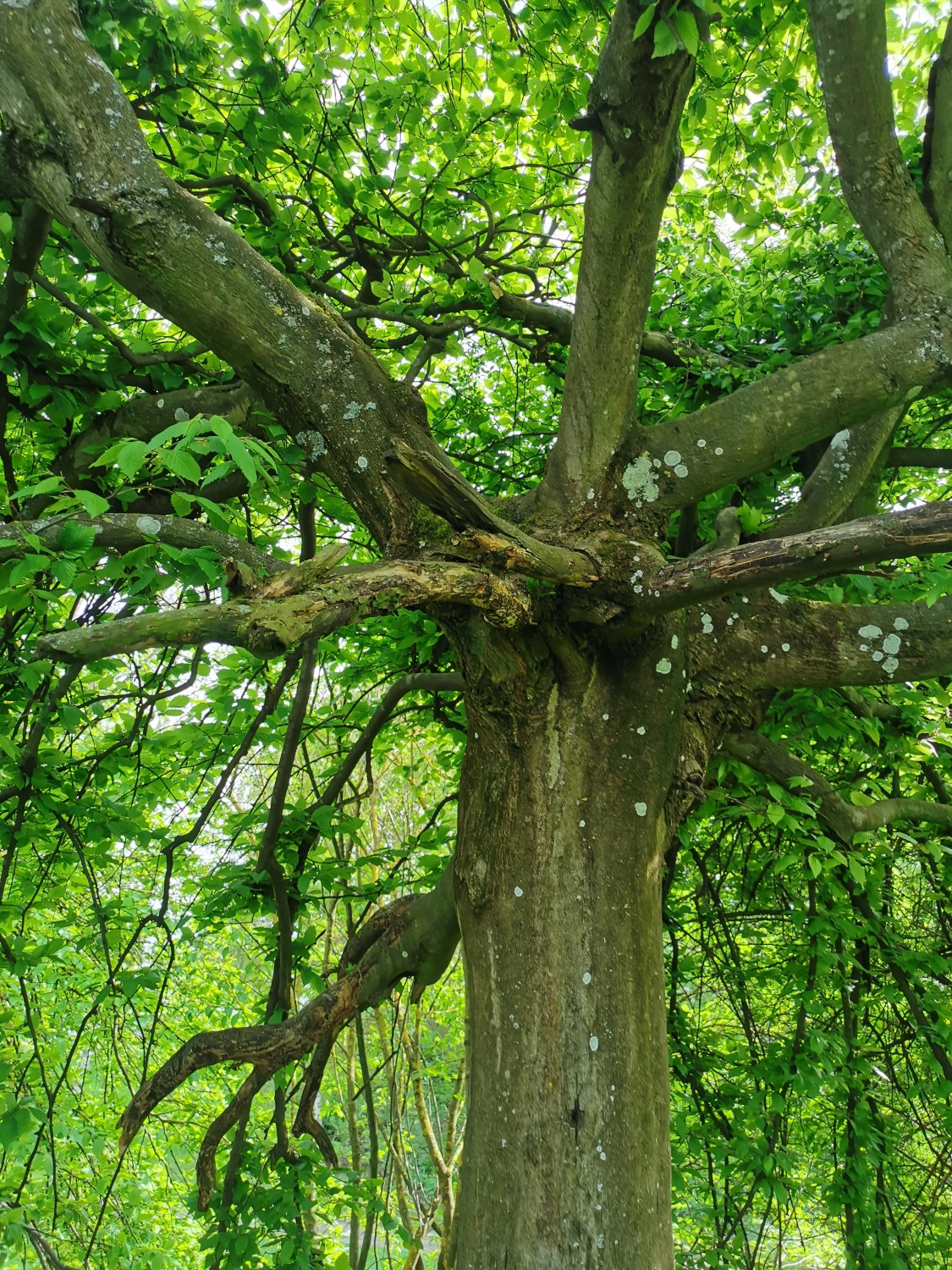 Carpinus betulus 'Pendula' - Sindelfingen-Darmsheim - April 2024
