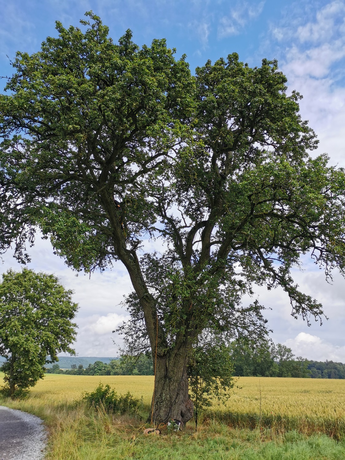 Pyrus communis 'Herbst-Colmar' - Oberscheinfeld - Juli 2024