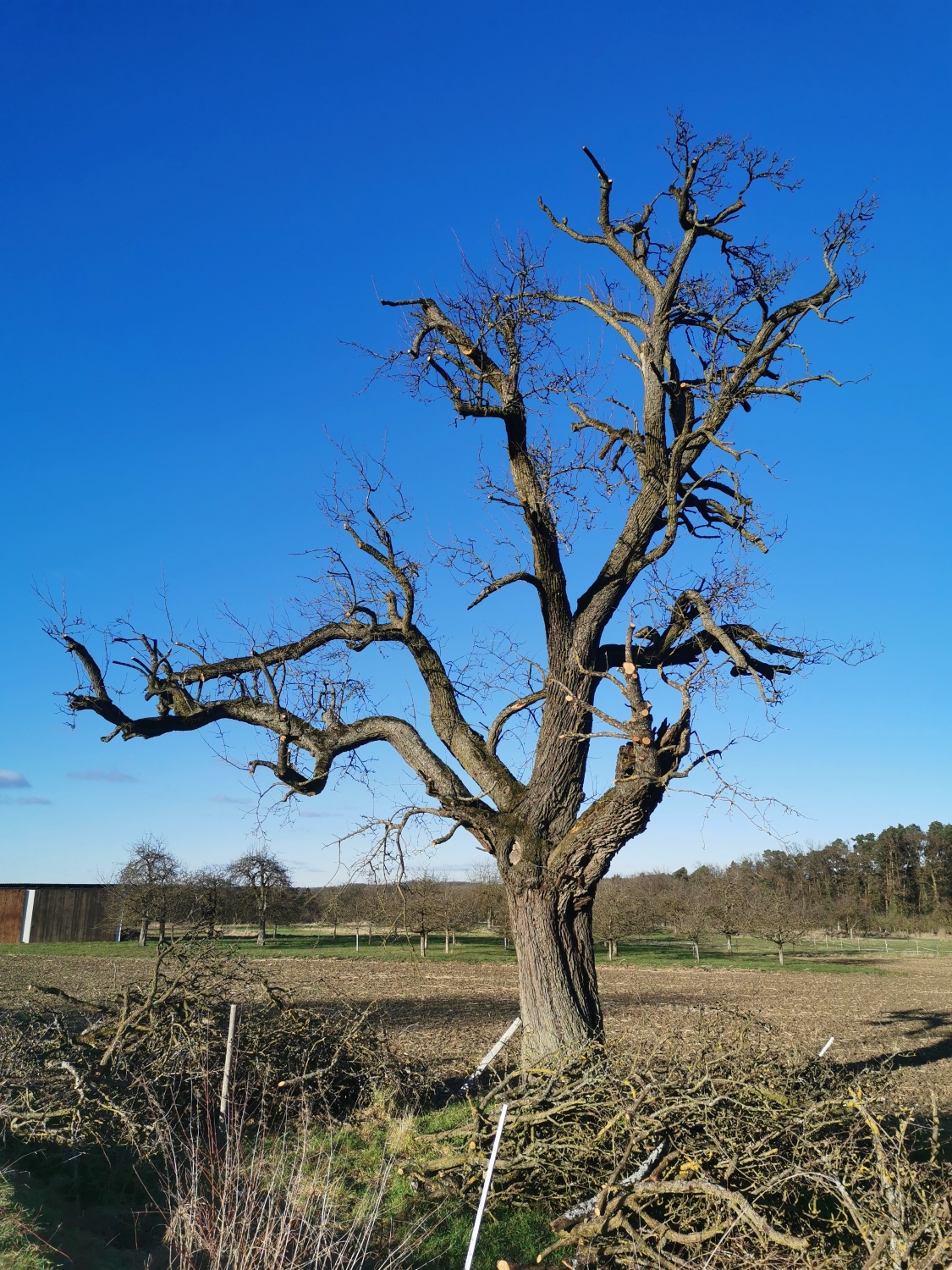 Pyrus communis 'Sußbirne' - Effeltrich - Januar 2025