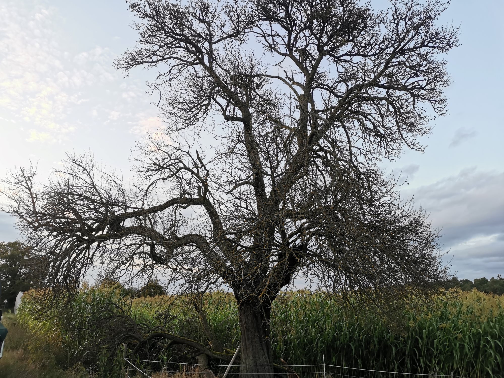 Pyrus communis 'Sußbirne' - Effeltrich - September 2024