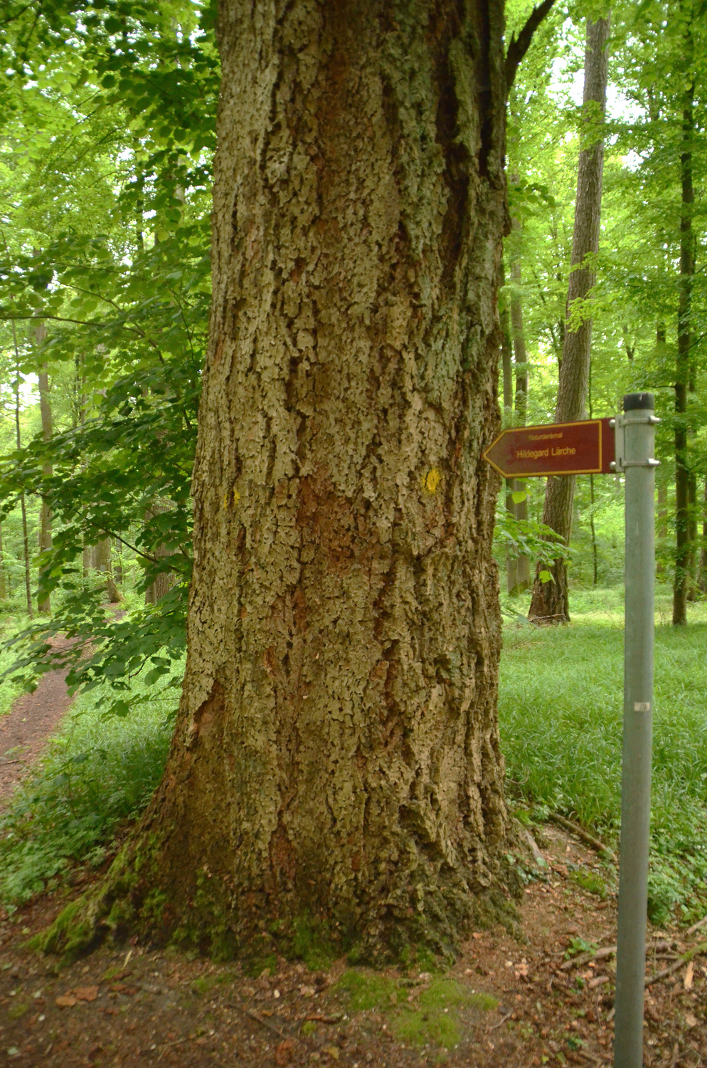 Pseudotsuga menziesii - Überlingen-Bonndorf - Juni 2021