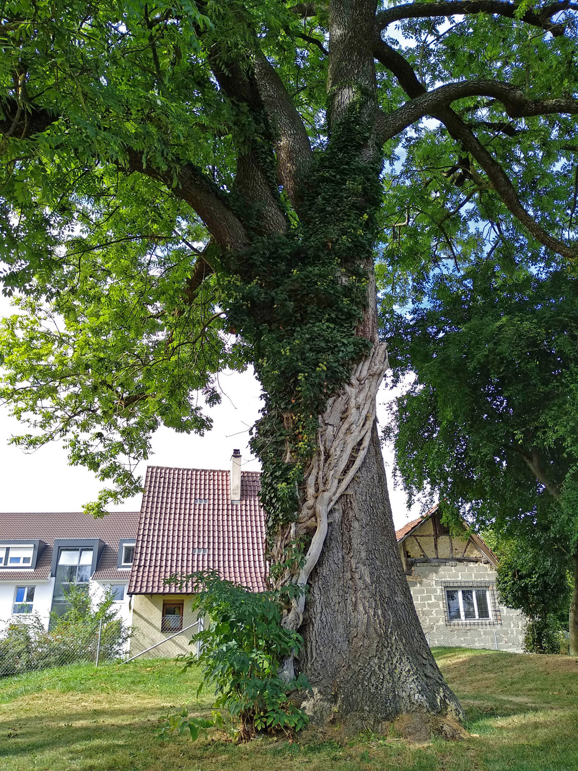 Hedera helix - Kusterdingen-Wankheim - Sept. 2023