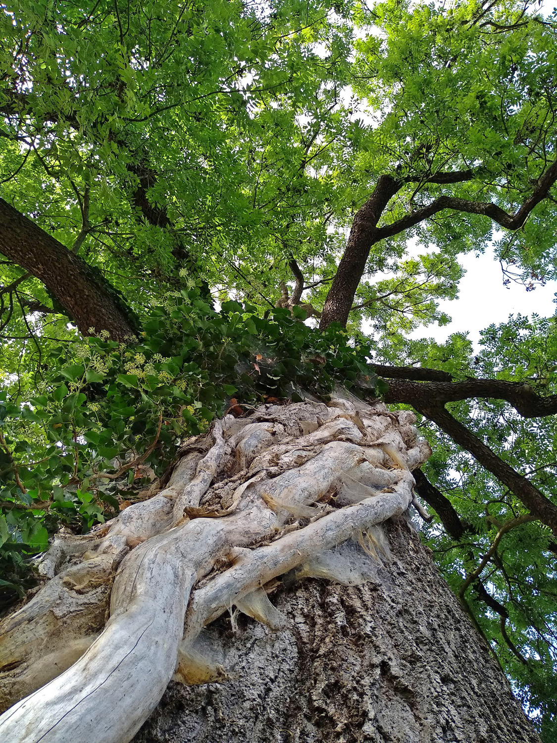 Hedera helix - Kusterdingen-Wankheim - Sept. 2023