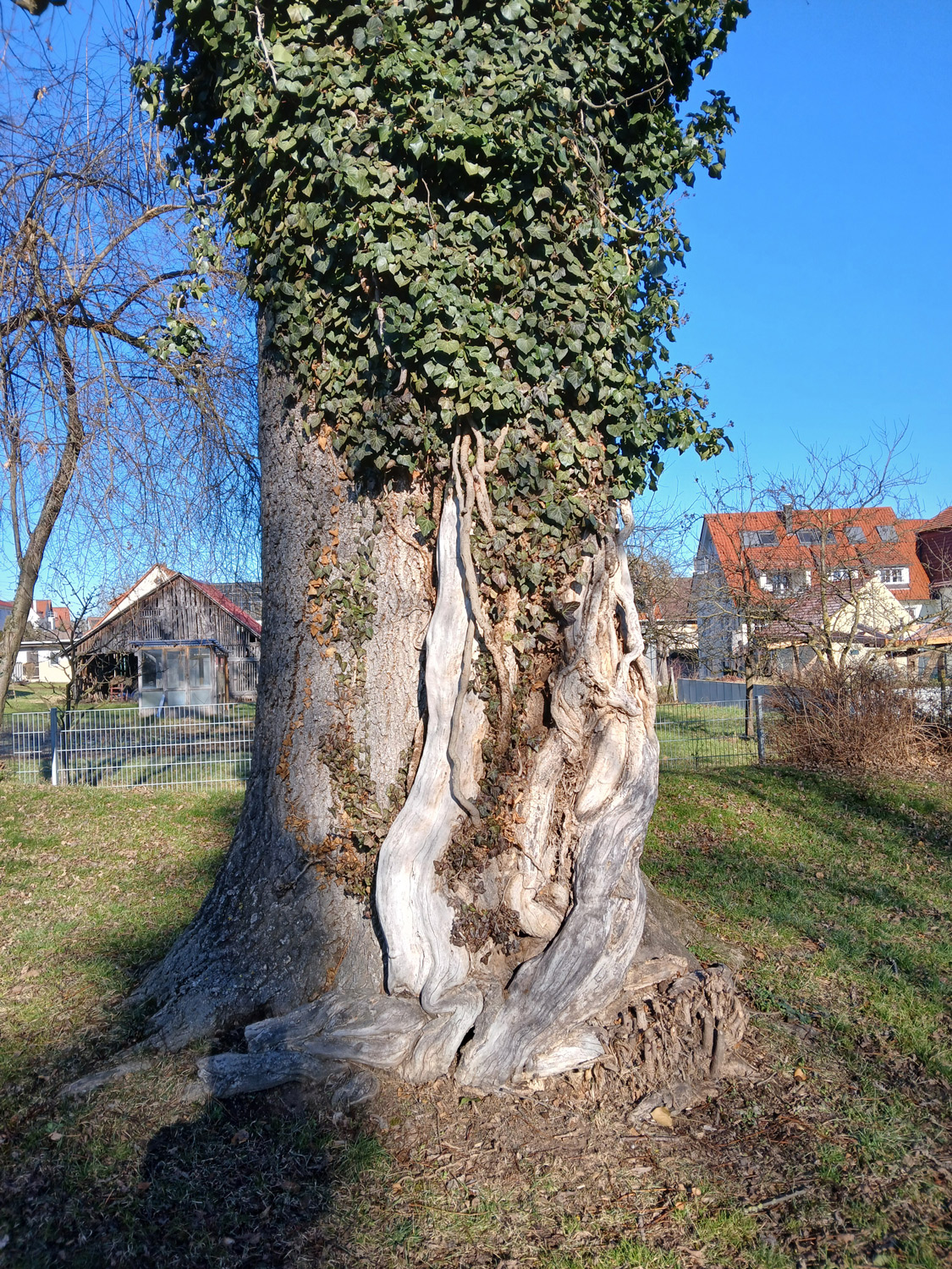 Hedera helix - Kusterdingen-Wankheim - Jan. 2025