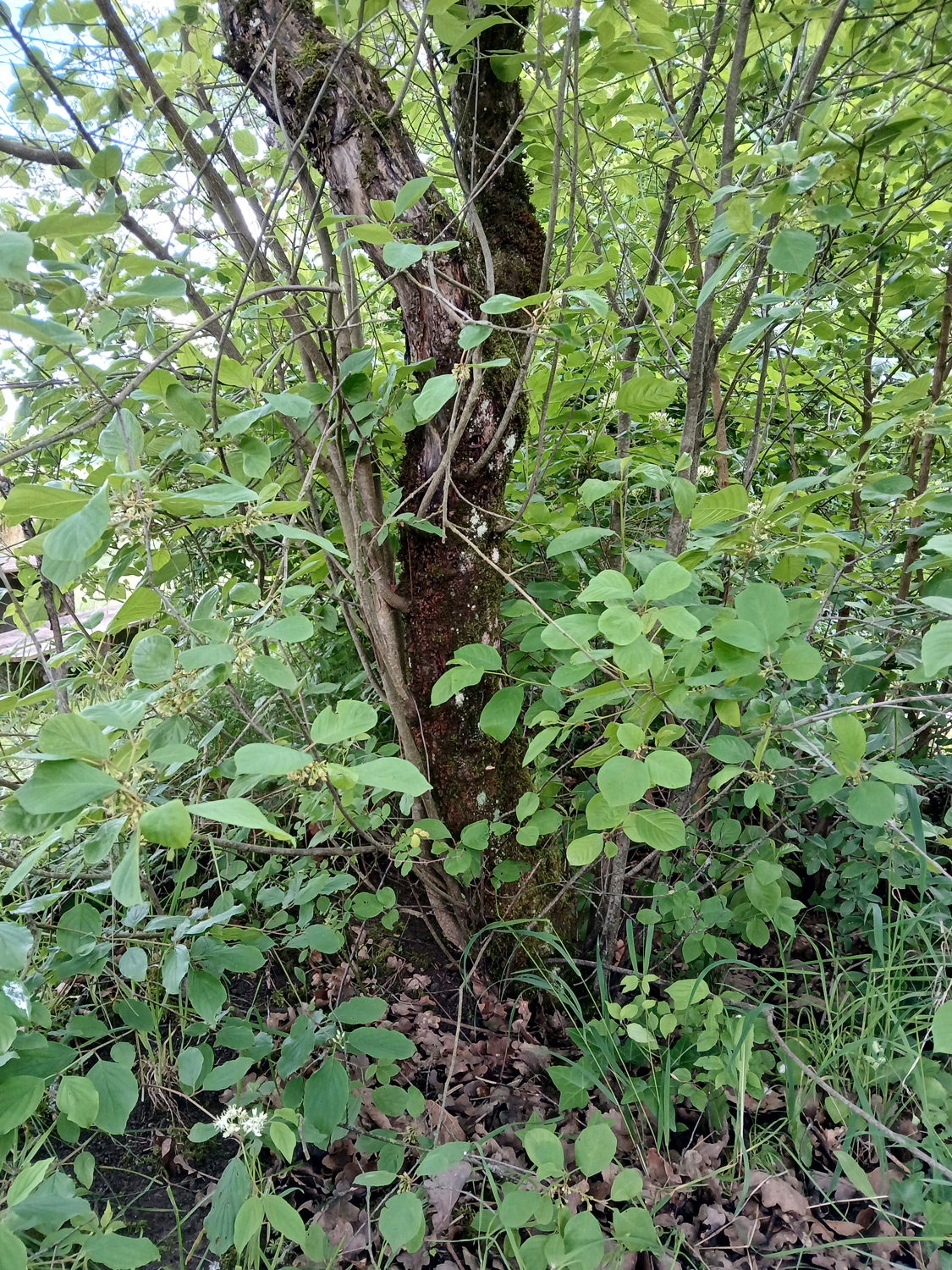 Frangula purshiana - Pfäffingen - Mai 2024