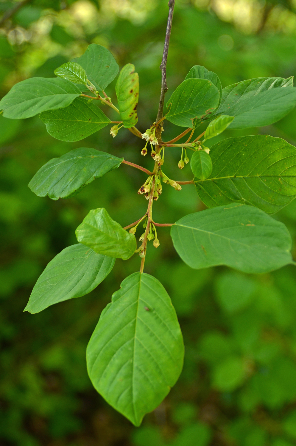 Frangula purshiana - Pfäffingen - Mai 2024