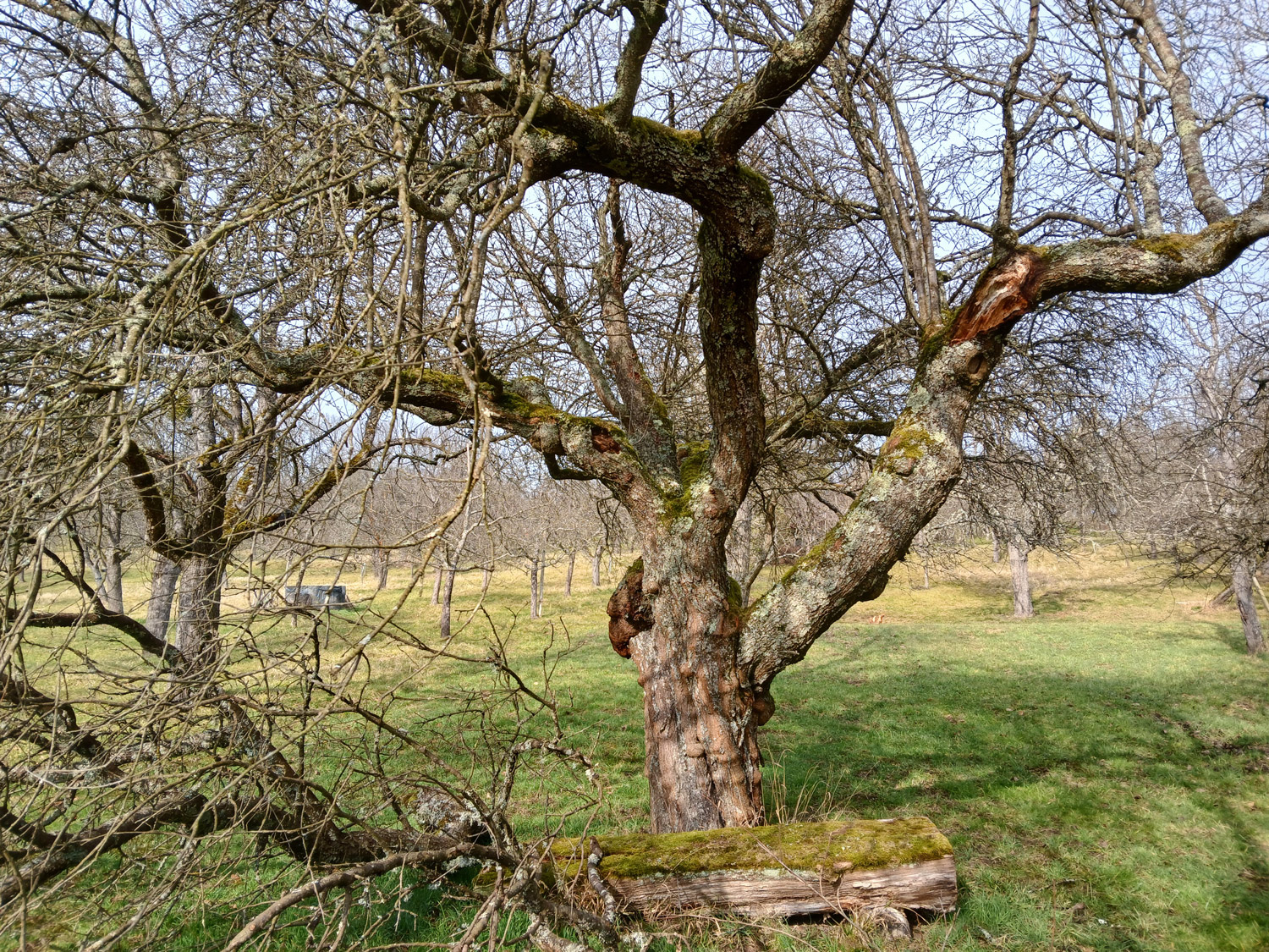 Prunus cerasifera - Wankheim - Febr. 2025