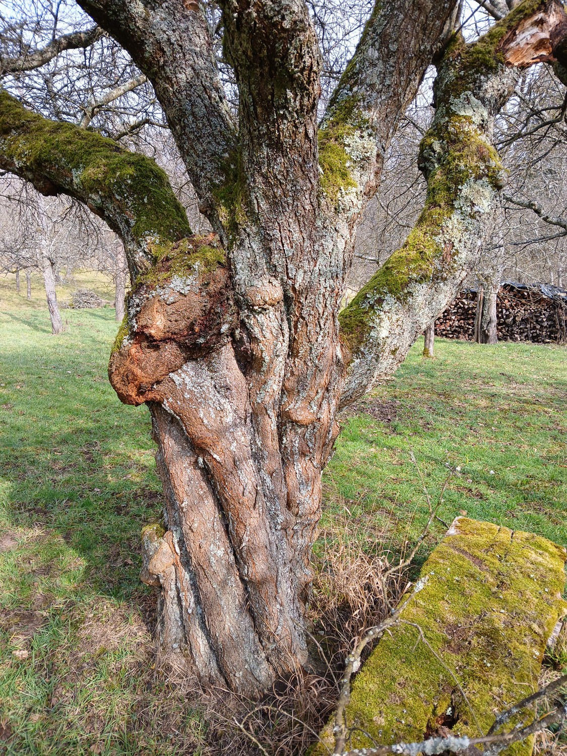 Prunus cerasifera - Wankheim - Febr. 2025