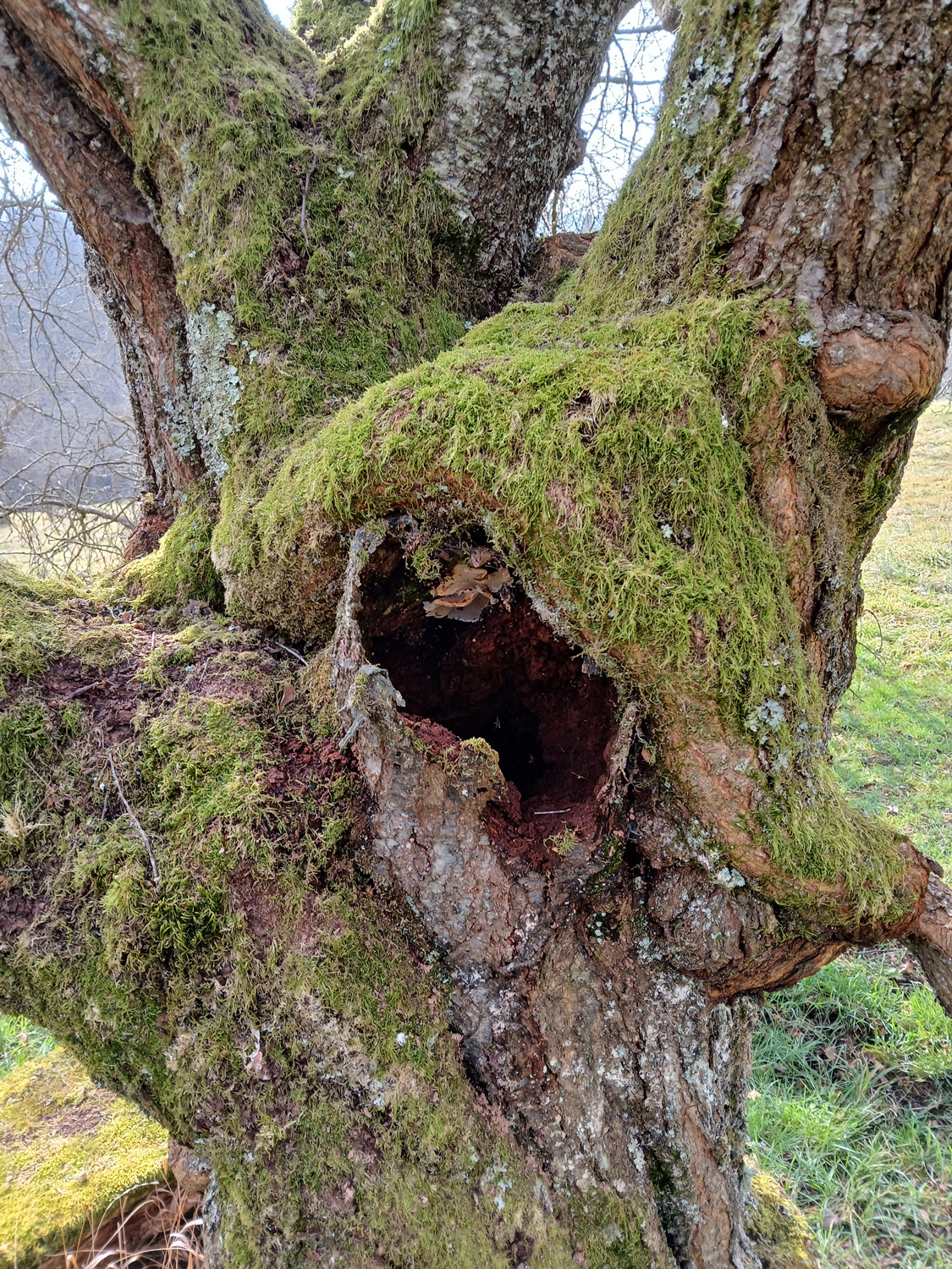 Prunus cerasifera - Wankheim - Febr. 2025