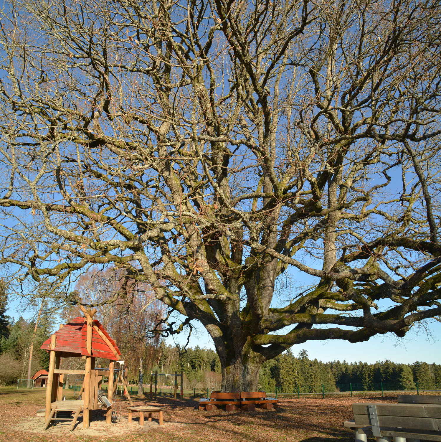 Quercus petraea - Altenburg-Hornberg - Nov. 2020