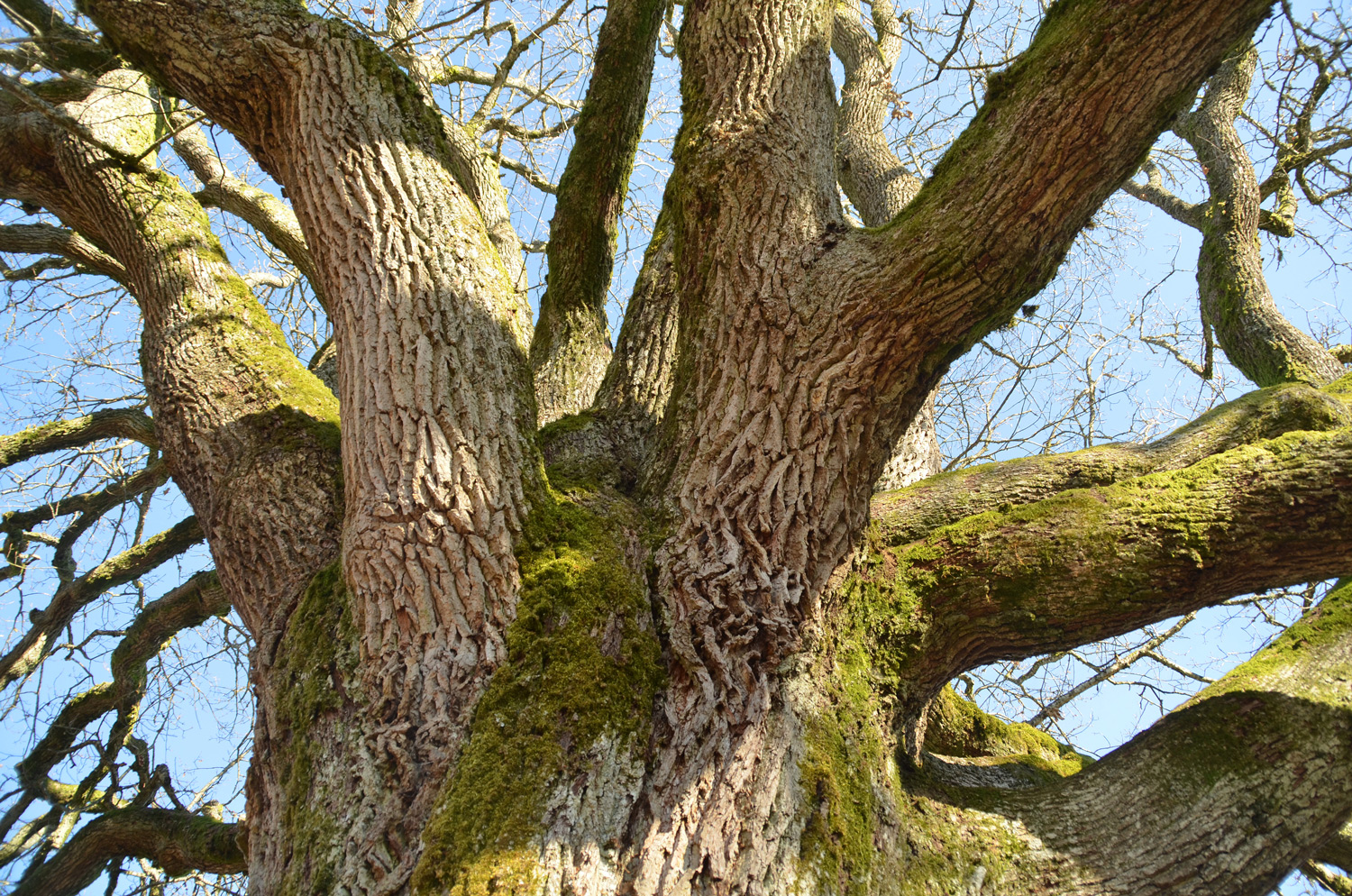 Quercus petraea - Altenburg-Hornberg - Nov. 2020